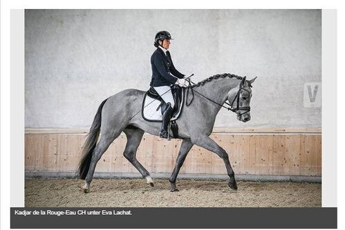 Eva Lachat und Kadjar de la Rouge-Eau CH gewinnen Swiss Breed Classic Aadorf TG
