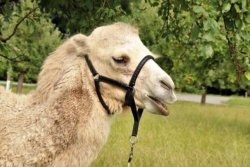 in verschiedenen Ausführungen erhältlich