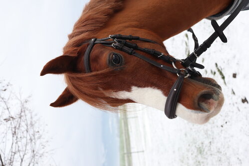 in verschiedenen Ausführungen erhältlich